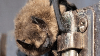bat rabies