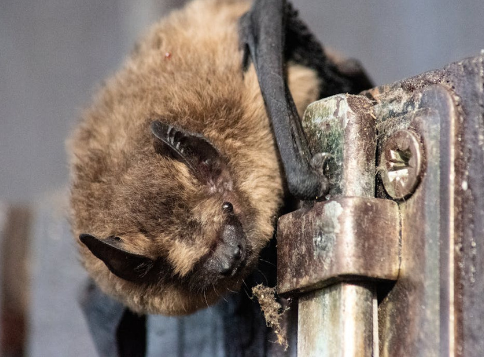 bat rabies