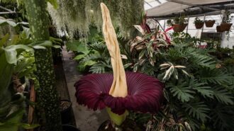 Rare Corpse Flower expected to bloom soon at Cal Poly conservatory