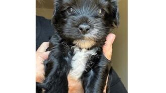 Adoptable Pet of the Week: Carmen