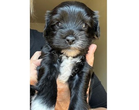 carmen pet of the week