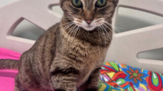 Adoptable Pet of the Week: Meow Meow