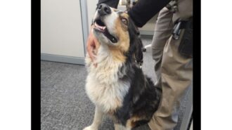 Dog found near Hwy 46E, Paso Robles police seek owner