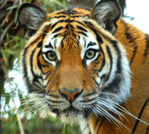Menderu zoo ATASCADERO