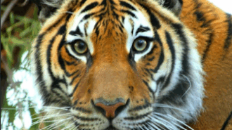 Menderu, the Malayan Tiger at Central Coast Zoo, passes away at age 17