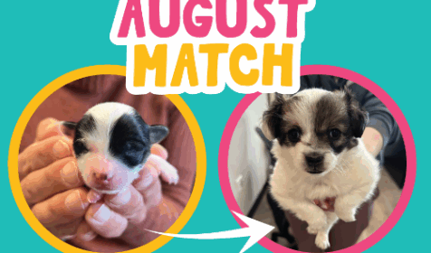 Woods Humane Society launches August Match Challenge for donations