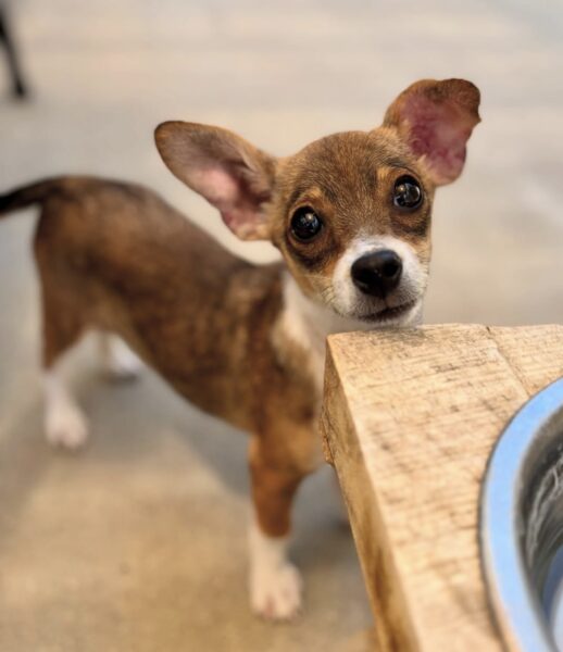 Adoptable Pet of the Week: Stella