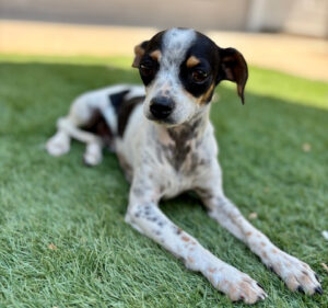 Oreo pet of the week