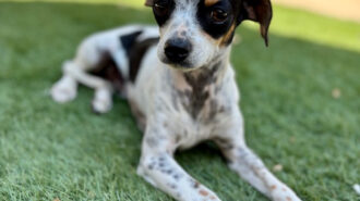 Oreo pet of the week