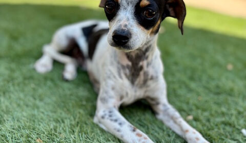 Oreo pet of the week