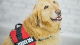 Learn all about service dogs at Paso Robles City Library event