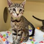 Adoptable Pet of the Week: Stripes