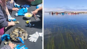 Kayak tour company bring oyster tasting to Morro Bay estuary