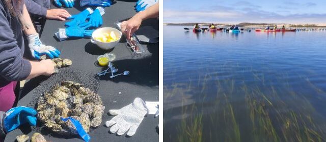 Kayak tour company bring oyster tasting to Morro Bay estuary