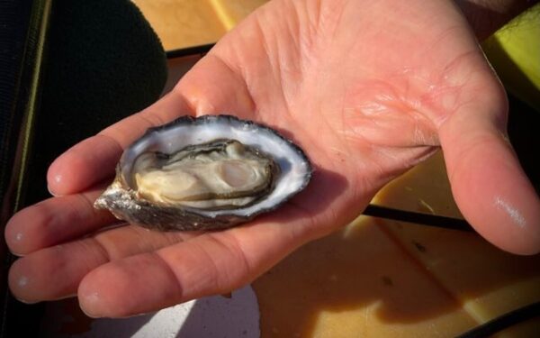 Kayak tour company bring oyster tasting to Morro Bay estuary