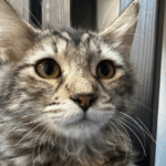 Adoptable Pet of the Week: Lorraine