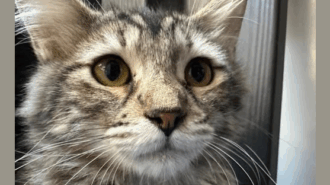 Adoptable Pet of the Week: Lorraine