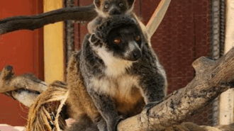 Baby mongoose lemur makes debut at Central Coast Zoo