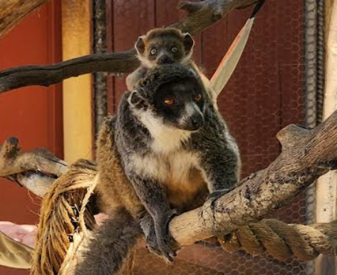 Baby mongoose lemur makes debut at Central Coast Zoo