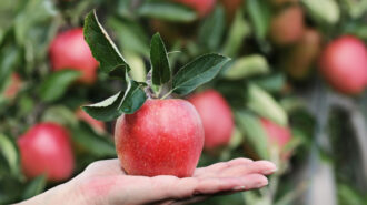 SLO Food Bank starts Local Harvest Fund to aid farms