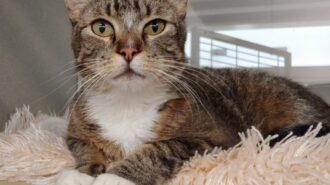 Gatsby pet of the week