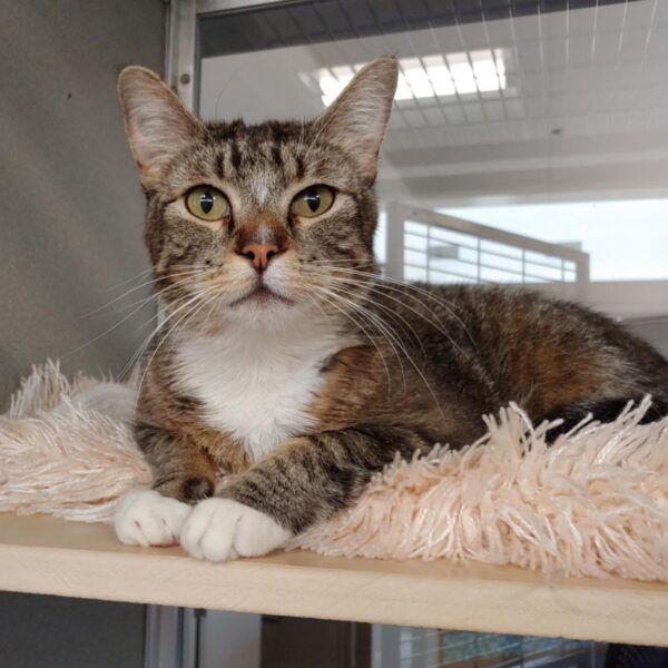 Gatsby pet of the week