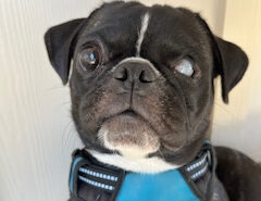 Adoptable Pet of the Week: Louie