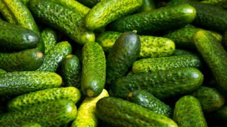 SLO Pickle Festival returns Oct. 4 with VIP early access
