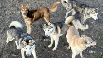 Fundraiser supports local animal sanctuary