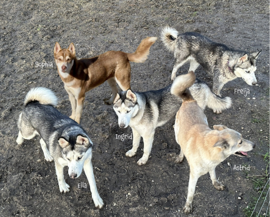 Fundraiser supports local animal sanctuary