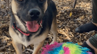 Adoptable Pet of the Week: Tamale