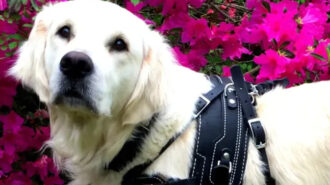 Morro Bay woman seeks help after theft of service dog harness