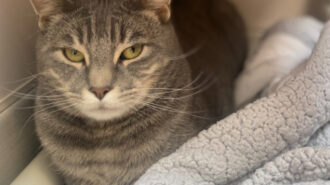 Adoptable Pet of the Week: Frosty