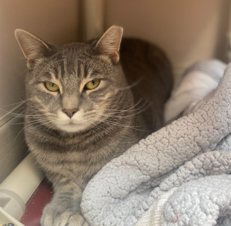 adoptable Pet of the week Frosty