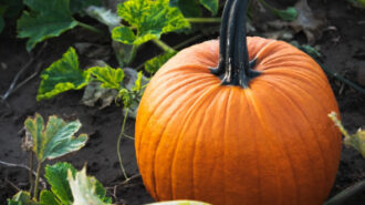 Cambria Nursery opens seasonal pumpkin patch