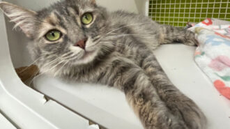 Olivia pet of the week