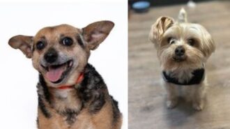 Woods Humane Society waives adoption fees for senior pets in November