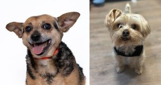 Woods Humane Society waives adoption fees for senior pets in November
