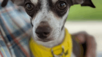 Adoptable Pet of the Week: Turkey