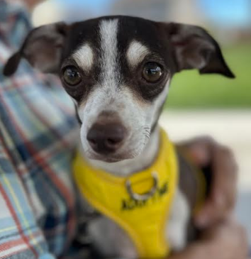 Adoptable Pet of the Week: Turkey