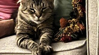 Adoptable Pet of the Week: Sasha Fierce