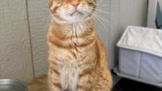 Woods Humane Society waives adoption fees for cats Nov. 21–25