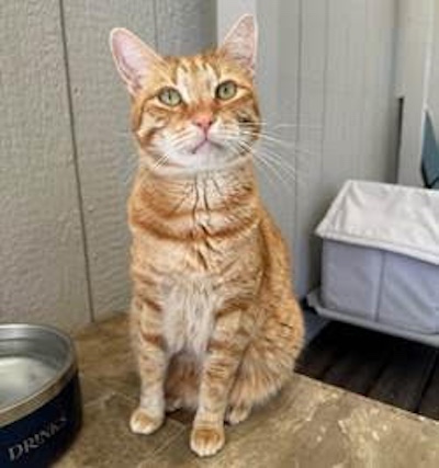 Woods Humane Society waives adoption fees for cats Nov. 21–25