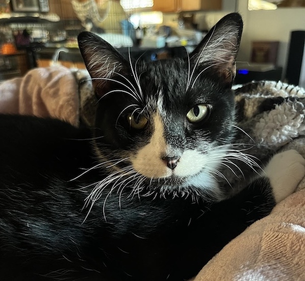 Adoptable Pet of the Week: Irish Breakfast Tea