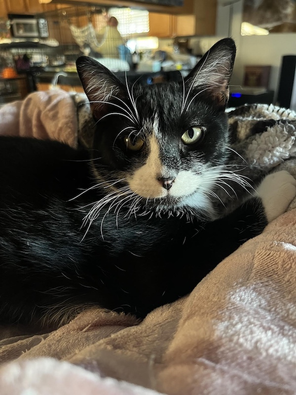 Irish Breakfast Tea, also known as Irish