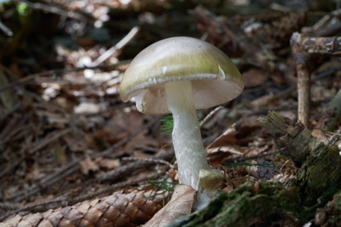 Death cap mushrooms