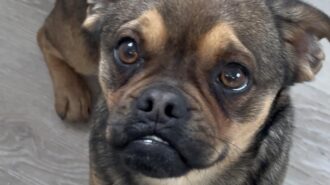 Adoptable Pet of the Week: Kent