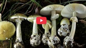 State warns against wild mushroom foraging after Death Cap poisonings