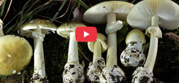 State warns against wild mushroom foraging after Death Cap poisonings