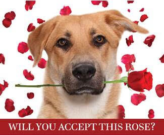 Valentine’s Day ‘Bachelor Pet’ adoption event returns to local humane society
